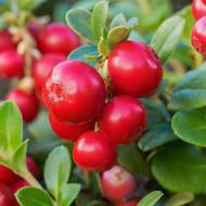 Саджанець Брусниця Koralle в контейнері